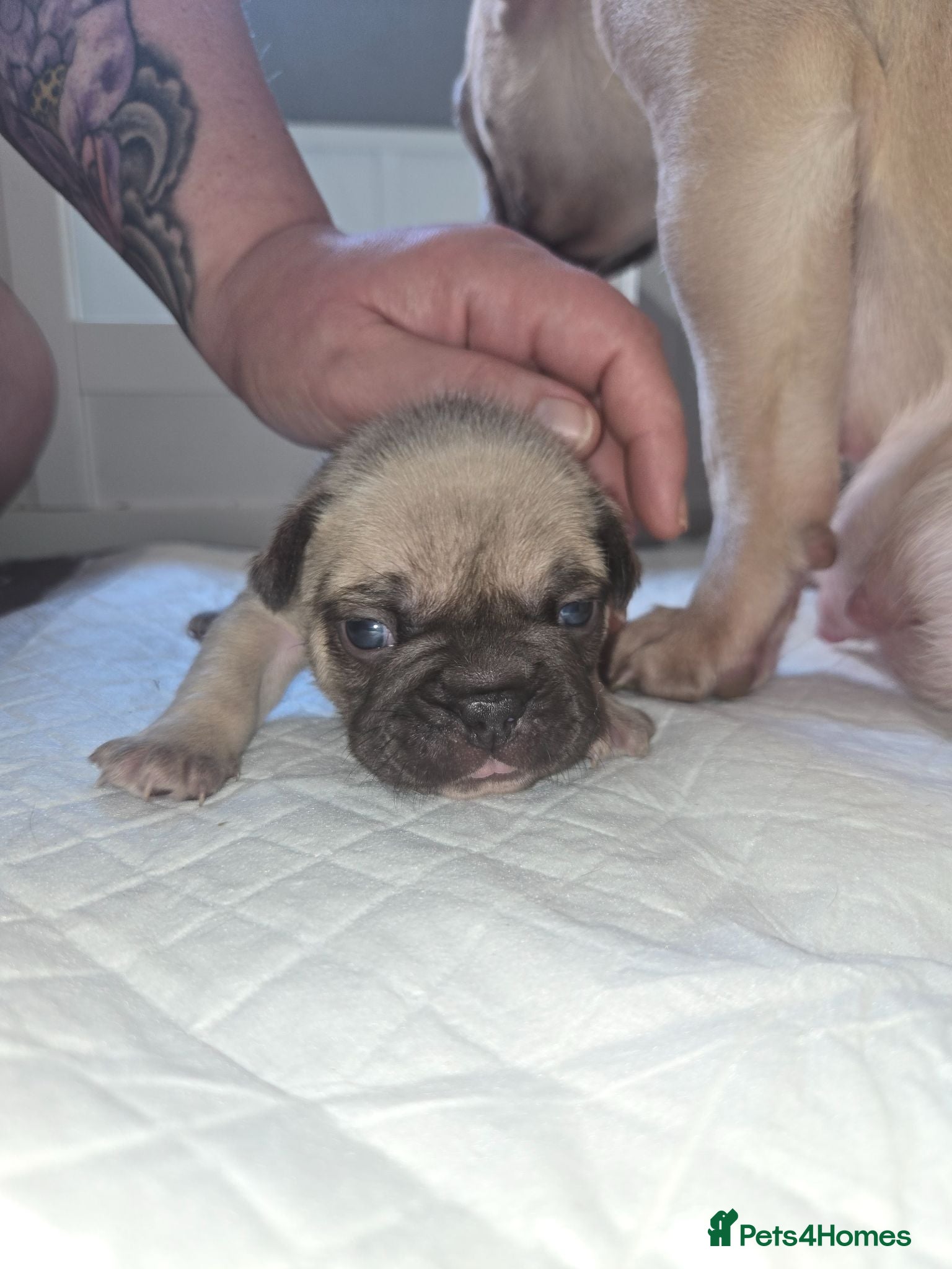 French Bulldog dogs LAST ONE LEFT FRENCH BULLDOG PUPPIES BORN 9TH MAY - Advert 2