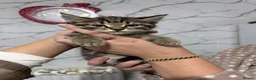 Mixed Breed cats for sale: Kittens for sale  - Advert 11