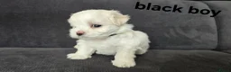 Maltese dogs for sale: ⭐️KC registered Maltese puppies⭐️ - Advert 34