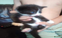 Domestic Shorthair cats for sale: Kitten for sale - Image 3