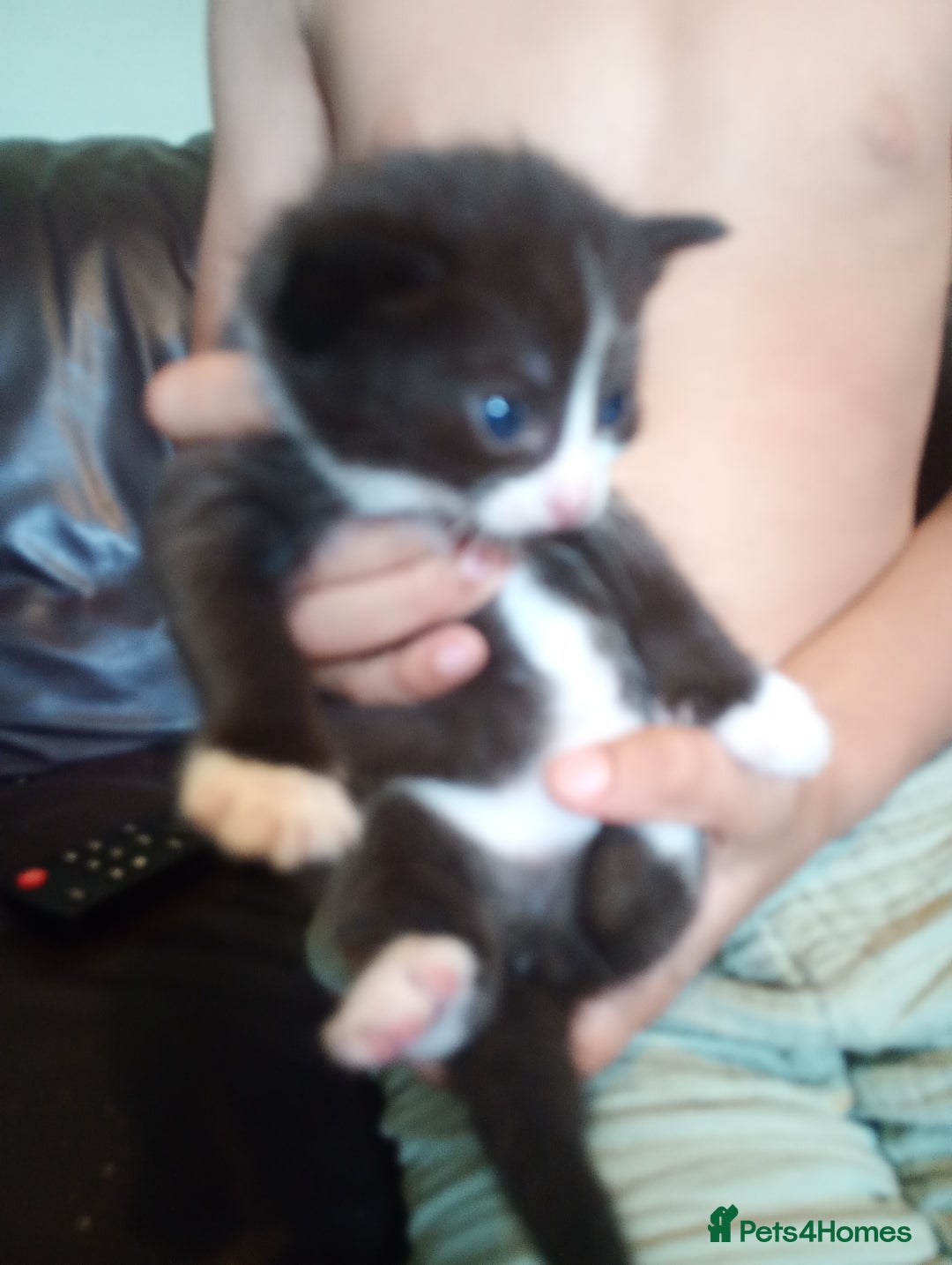 Domestic Shorthair cats for sale: Kitten for sale - Image 3