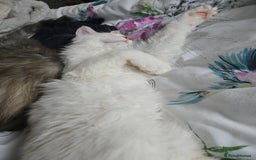 Maine Coon cats for sale: MAINE COON TICA REGISTERED KITTENS READY NOW  - Image 8