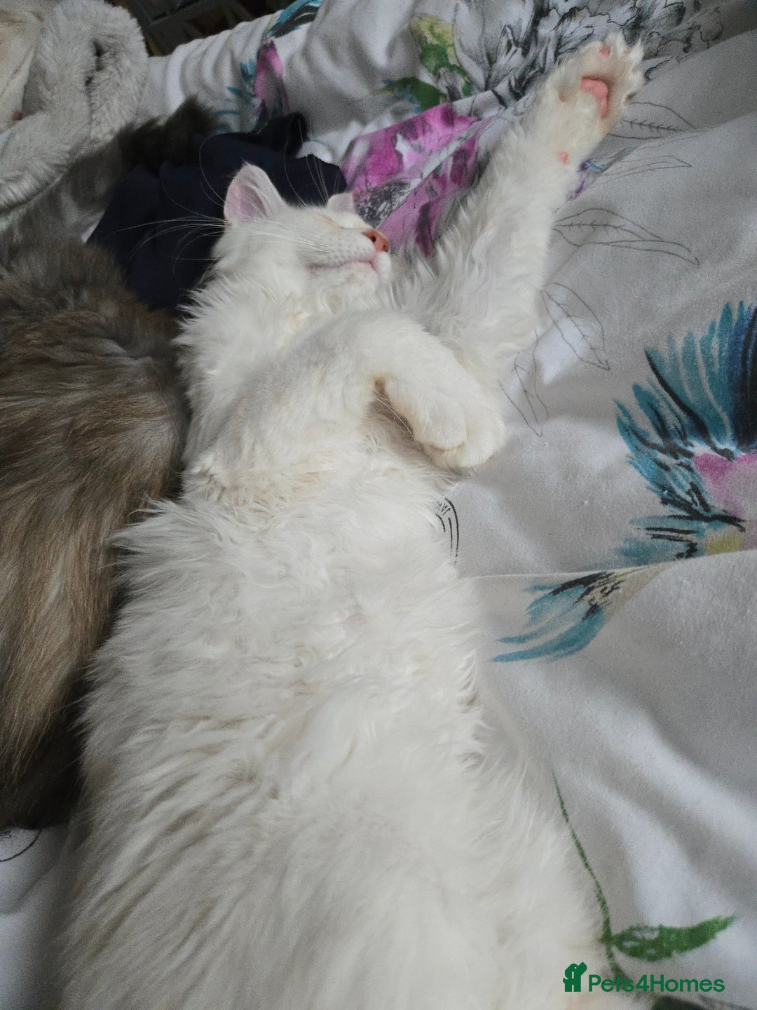 Maine Coon cats for sale: MAINE COON TICA REGISTERED KITTENS READY NOW  - Image 8