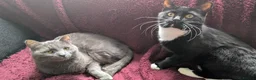 Mixed Breed cats for sale: Loving Bonded Pair of Cats For Sale - Male ,Female - Advert 1