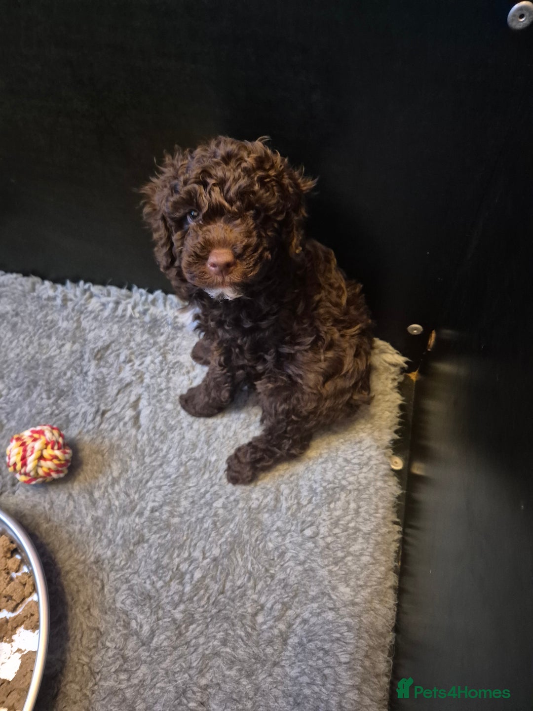 Labradoodle dogs for sale: Stunning F3 miniature labradoodles!  - Advert 38
