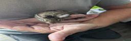 Degus rodents for sale: 5 females Degus ready for their forever homes - Advert 3