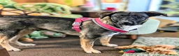 Mixed Breed dogs for adoption: Mirela 🩷 in Bristol - Advert 1