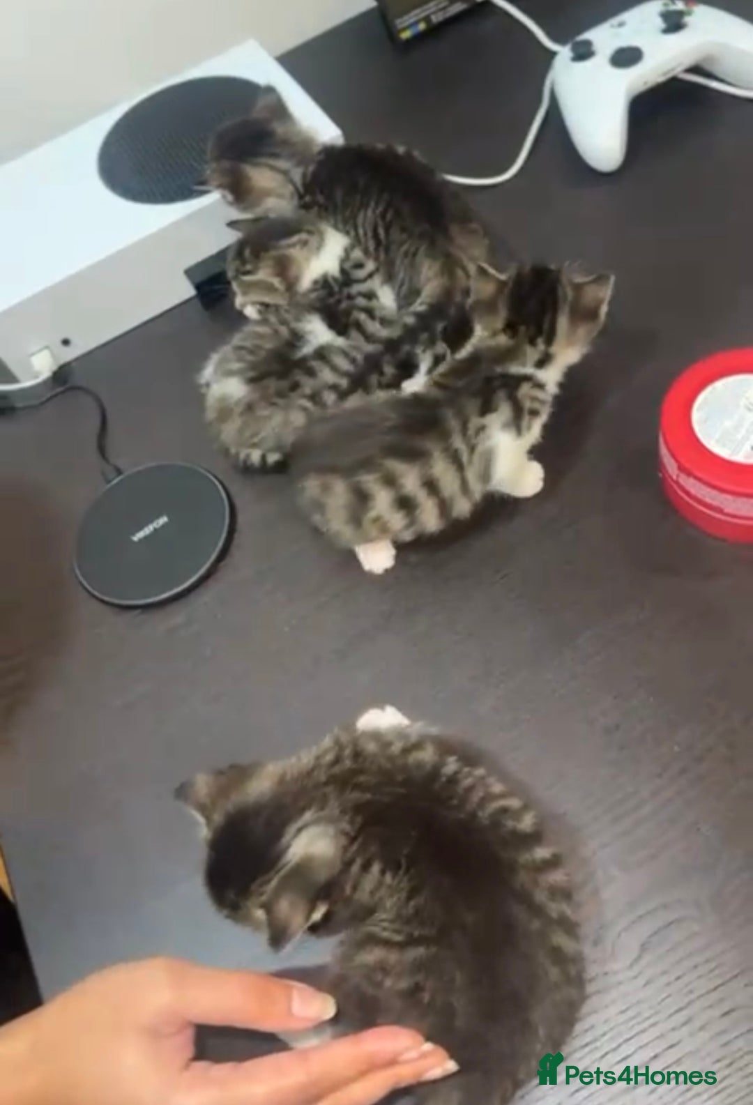 British Shorthair cats for sale: Beautiful Tabby kittens for sale - Advert 2