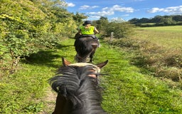 Irish Sports horses for sale: Teens horse / mother / daughter share - Image 12