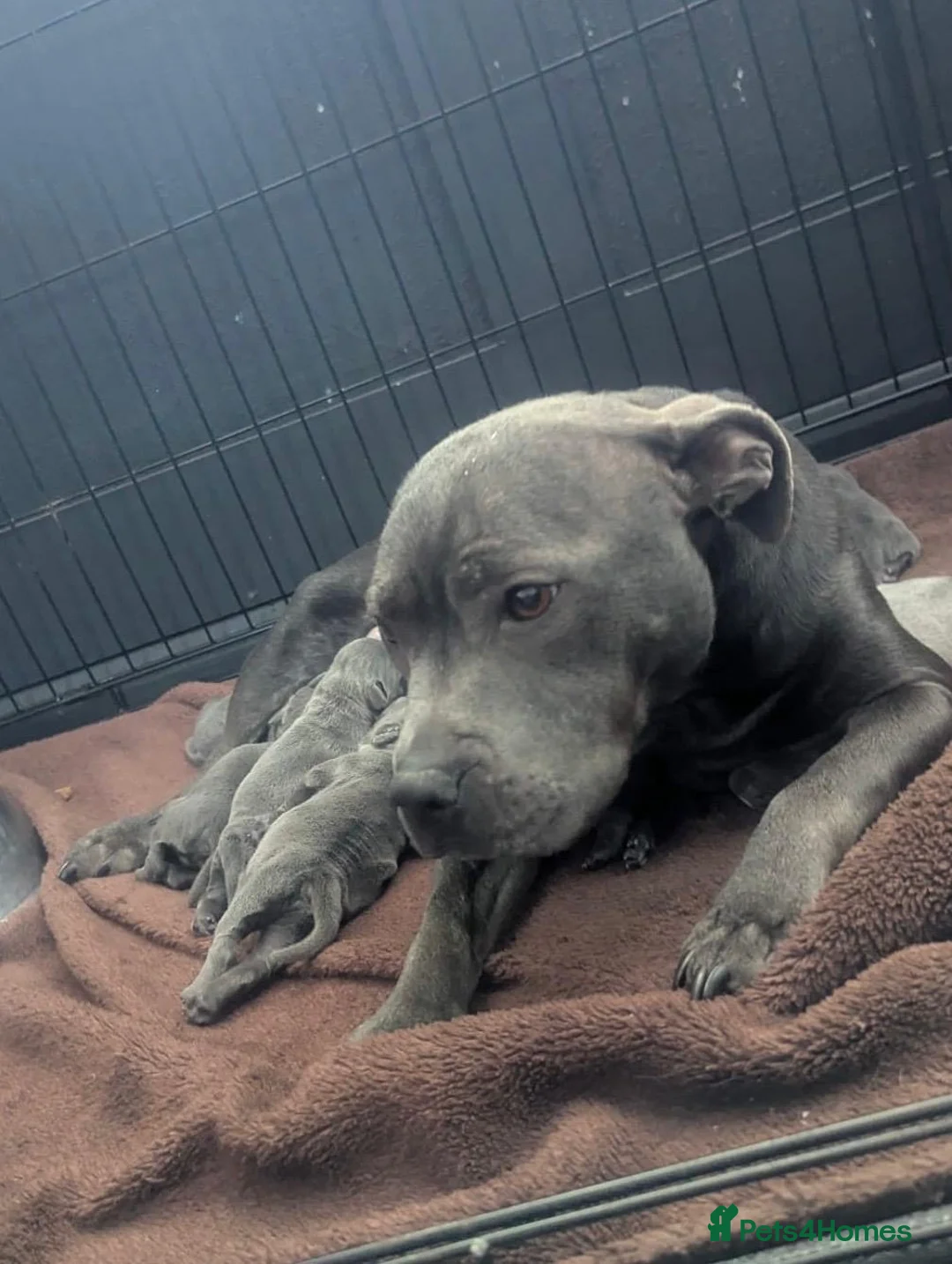 Staffordshire Bull Terrier dogs for sale: Kc blue staffordshire bullterrier puppies - Advert 40