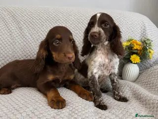 Cocker Spaniel dogs Cocker Spaniel Puppies Fully Vaccinated Ready Now - Advert 7
