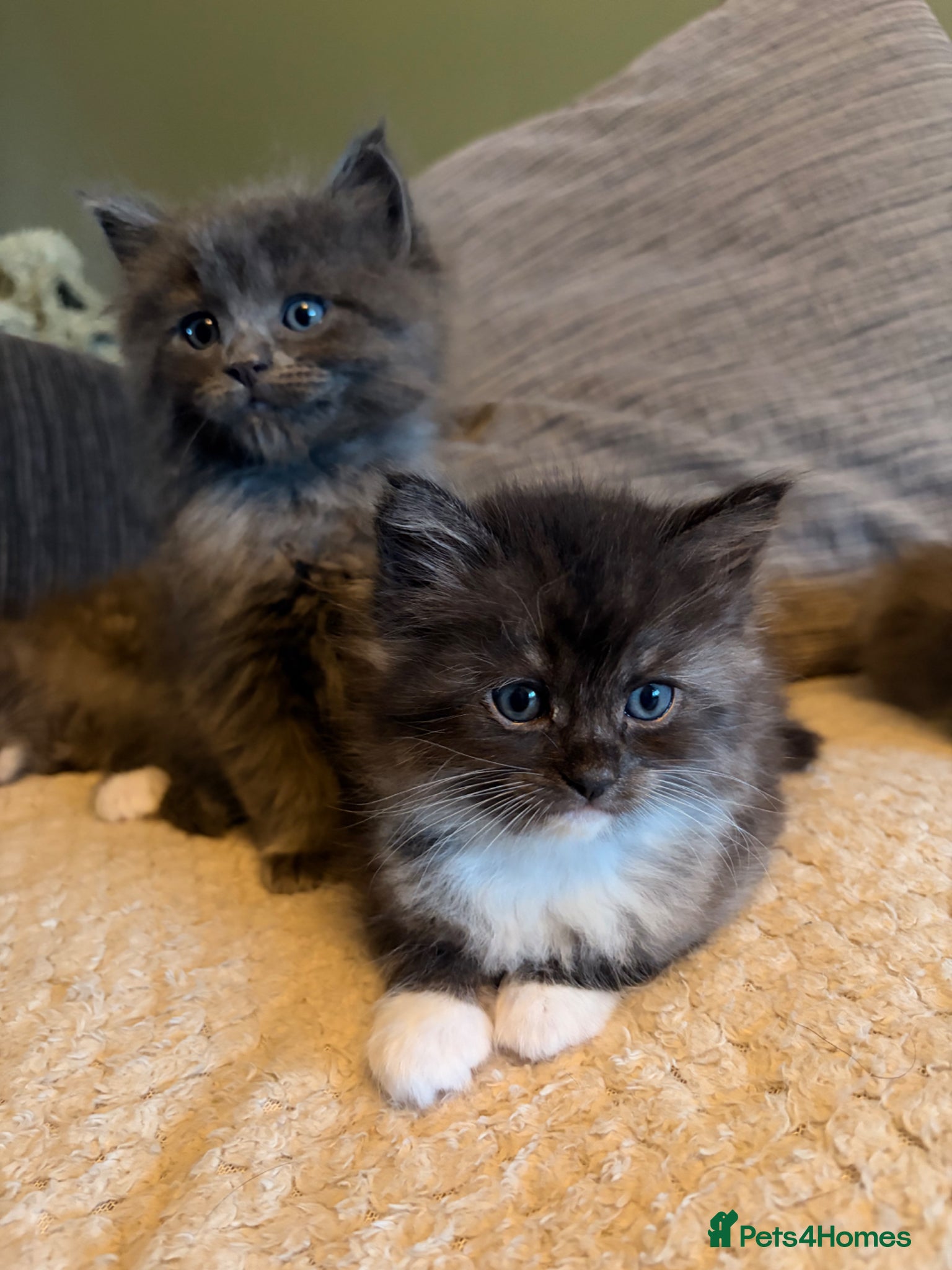 Ragcoon cats Stunning coloured Ragcoon kittens - Advert 1
