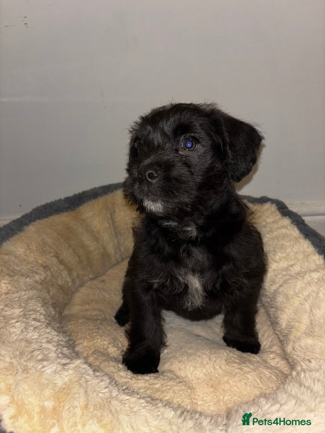 Mixed Breed dogs for sale: Stunning Cockerpoo x cavalier King Charle spaniel  - Advert 12