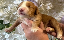 Cockapoo dogs for sale: F1 mini Cockapoos 30 dna health tested clear  - Image 5