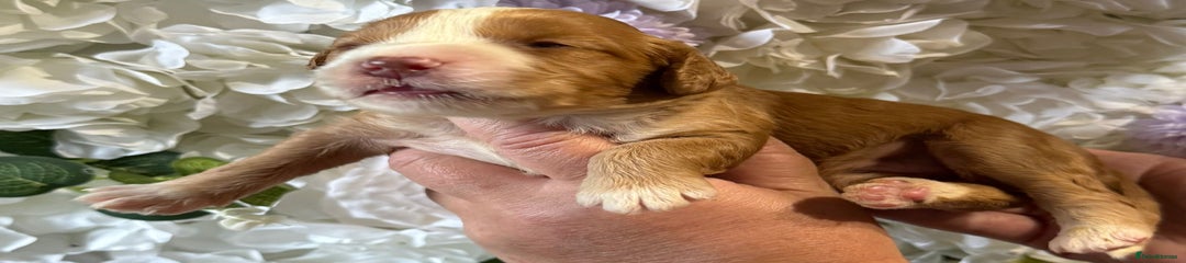 Cockapoo Puppy 2