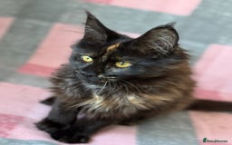 Maine Coon cats for sale: European Blood Lines GCCF Reg Main Coon Kittens  - Image 7