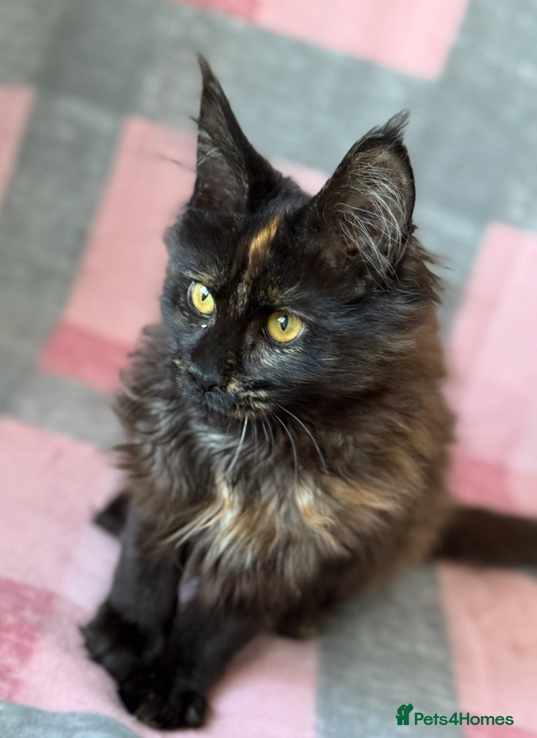 Maine Coon cats for sale: European Blood Lines GCCF Reg Main Coon Kittens  - Image 7