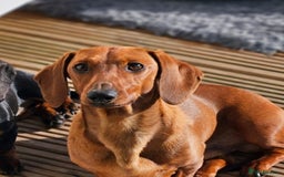 Miniature Dachshund dogs for stud: MINIATURE DACHSHUND -Crufts qual & champion lines in Atherstone - Image 5