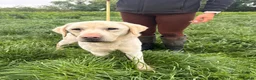 Labrador Retriever dogs for sale: Beautiful Yellow Labrador For Sale - Advert 5