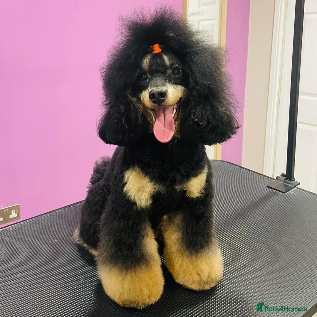 Toy Poodle dogs for sale: Gorgeous Kc Toy Poodle Puppy for Sale!  - Advert 4