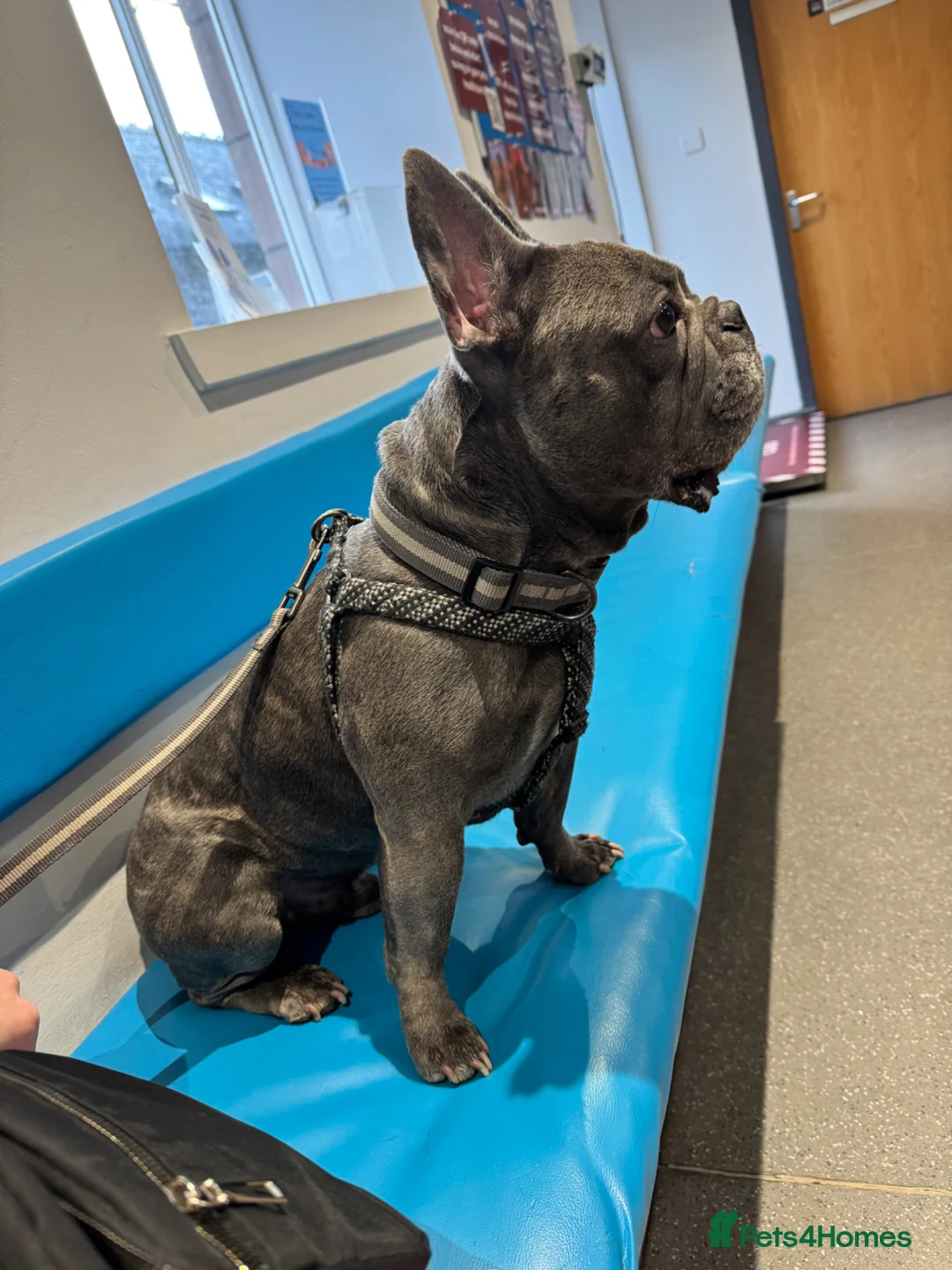 French Bulldog dogs for sale: 100% Purebred French Bulldog Puppies - Advert 17