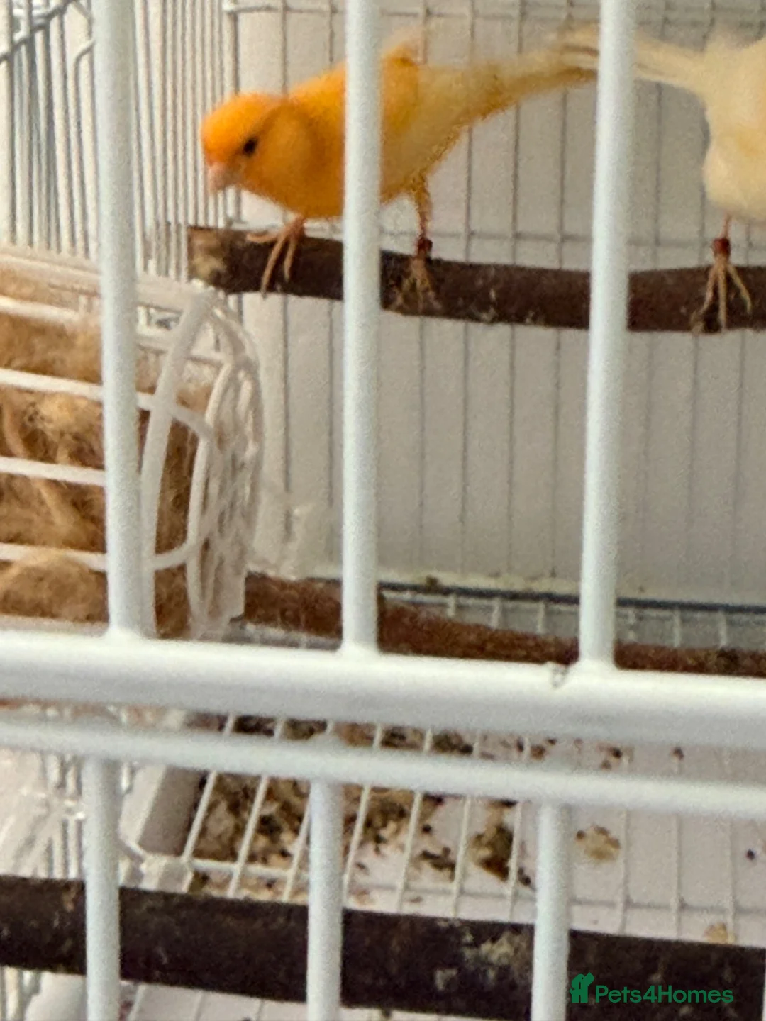 Canaries birds for sale: Breeding cananries  - Advert 2