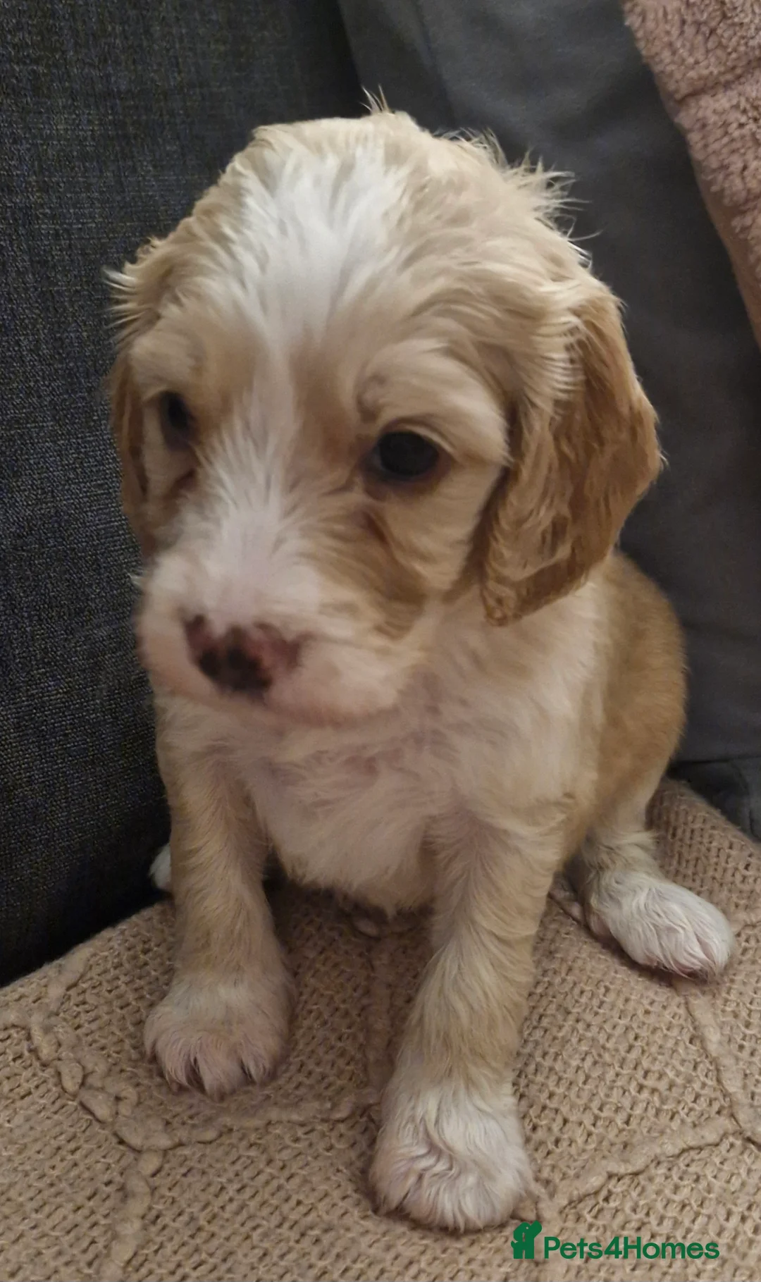 Mixed Breed dogs for sale: Stunning cavapoo x cockapoo litter just born! - Advert 16