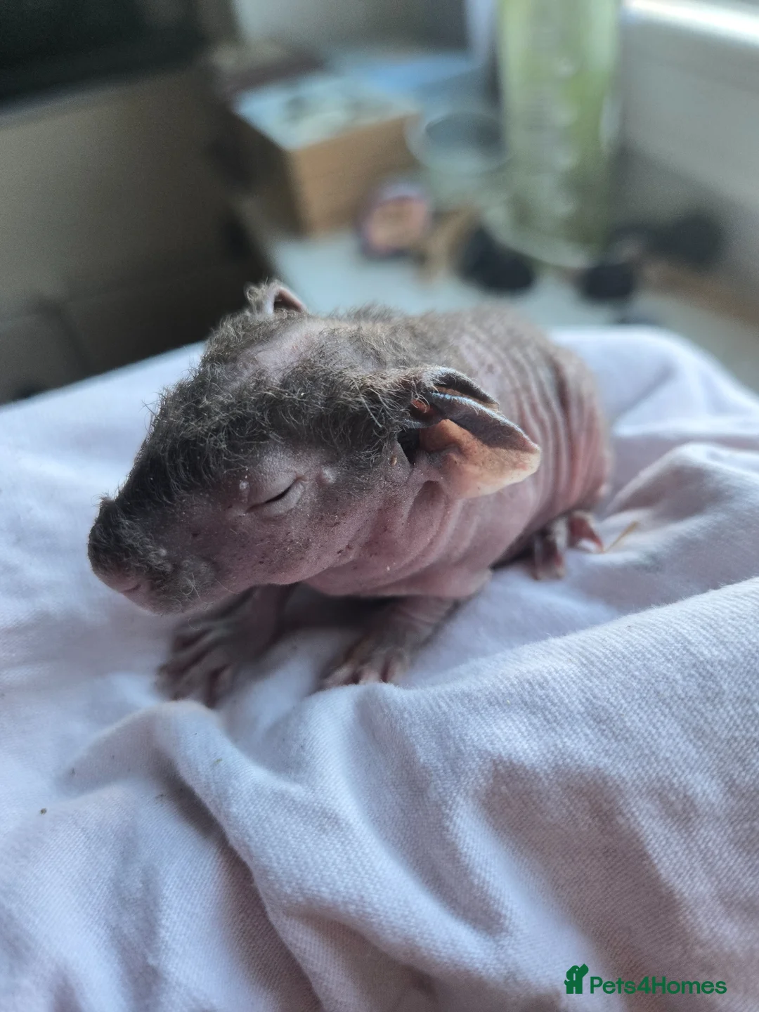 Guinea Pig rodents for sale: 1 boar 1 sow violet and black skinny pig - Advert 2