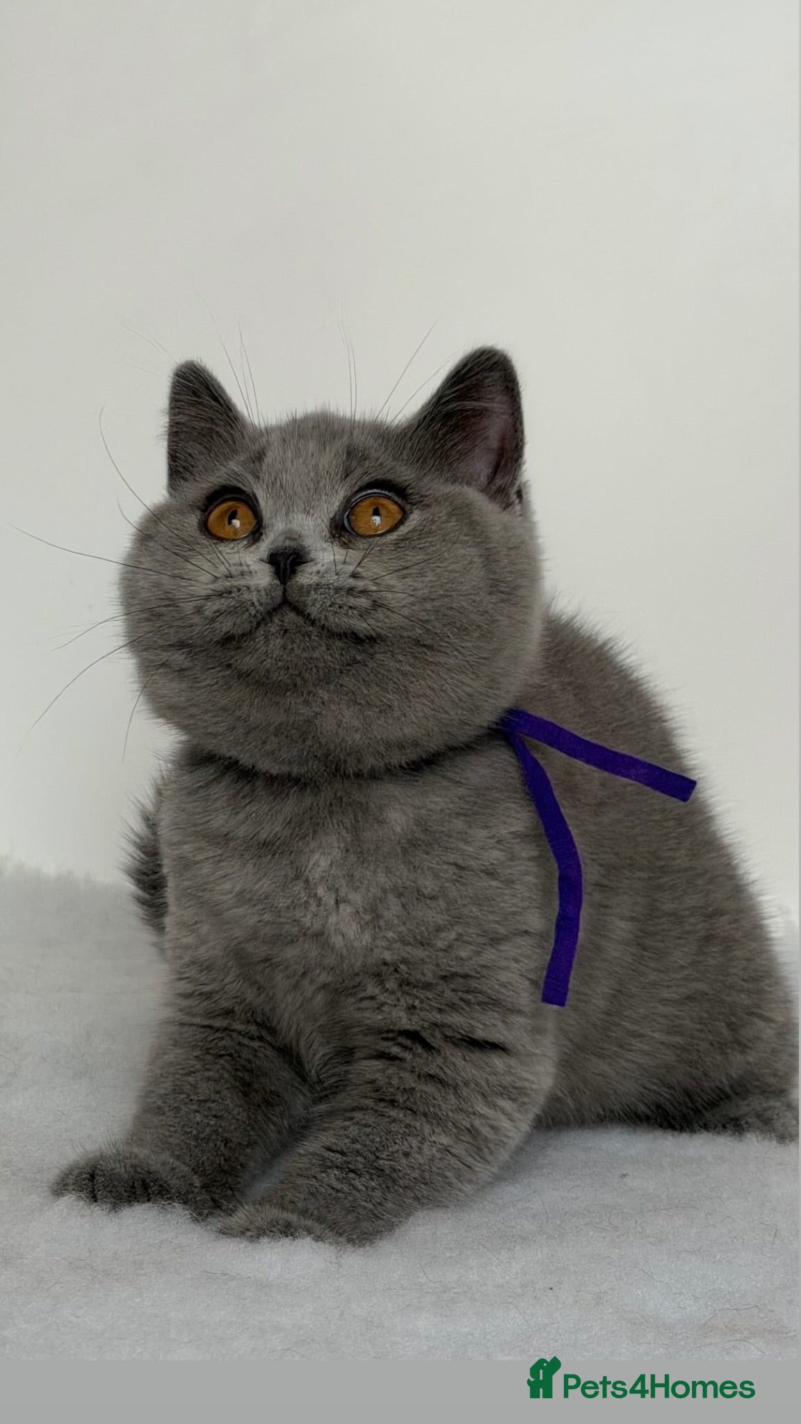 British Shorthair cats Beautiful kittens  - Advert 20