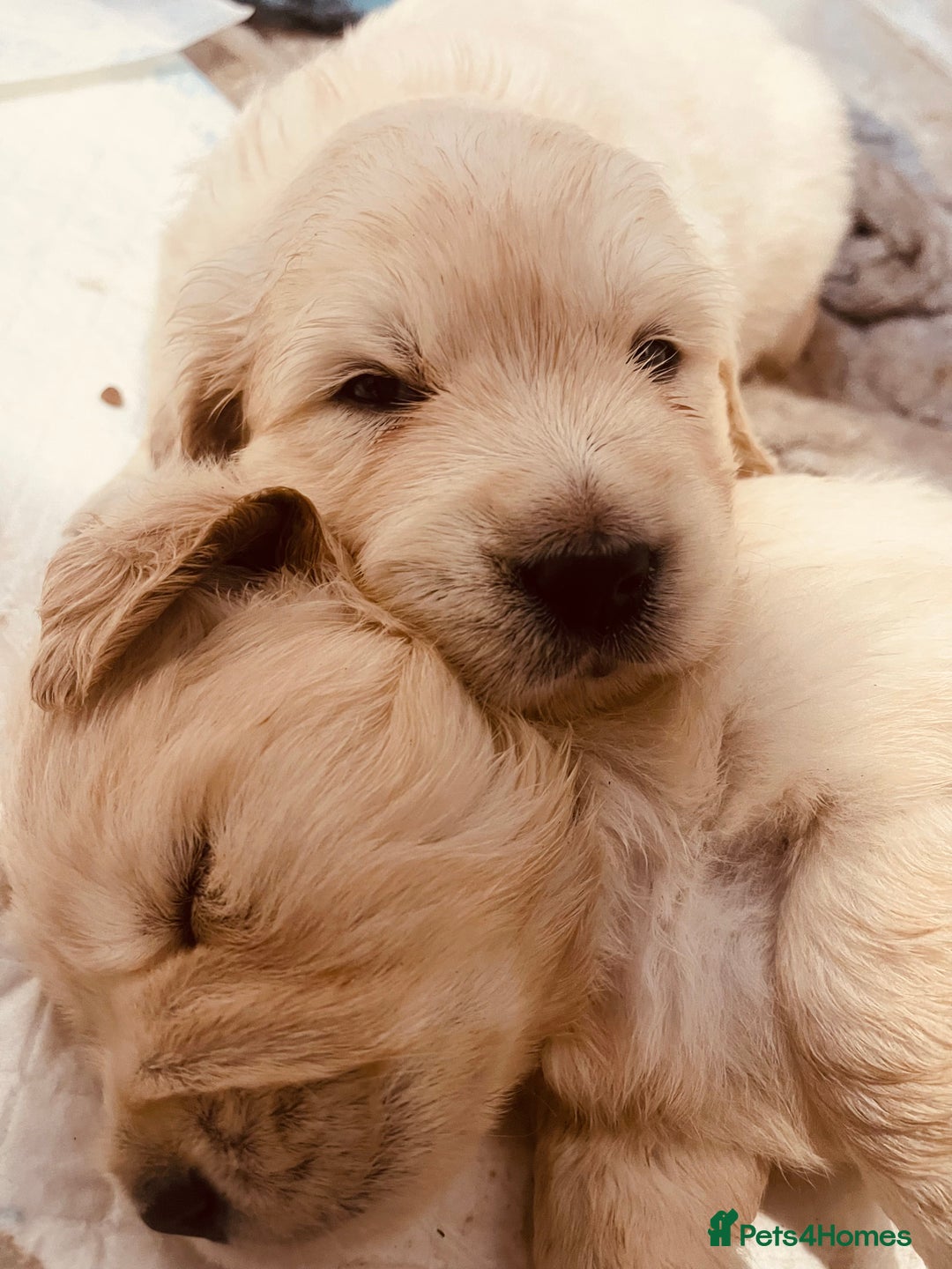 Golden Retriever dogs for sale: *one female left* Golden retriever puppies  - Advert 1