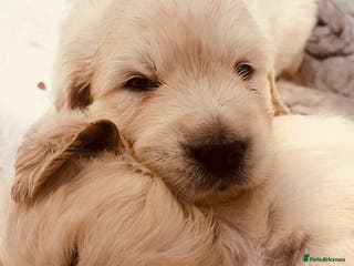 Golden Retriever dogs *one female left* Golden retriever puppies - Advert 12