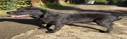 Labrador Retriever dogs for sale: Adult - KC Registered Labrador Retriever Female  - Advert 4