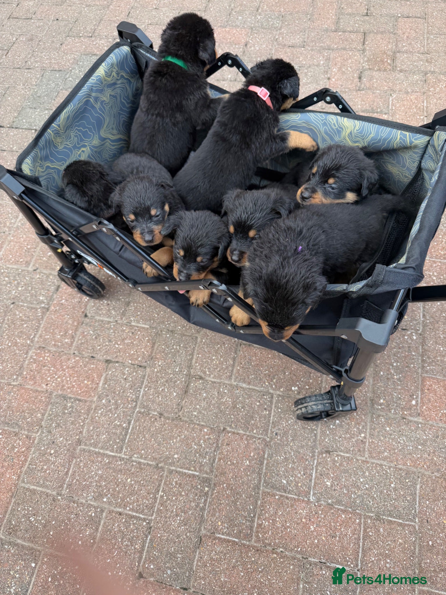 Rottweiler dogs 11 Rottweiler Puppies ❤️ 8 NOW available ❤️  - Advert 1