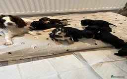 Cocker Spaniel dogs for sale: 4 stunning girl show cocker spaniels - Image 3