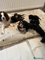 Cocker Spaniel dogs - Advert 15