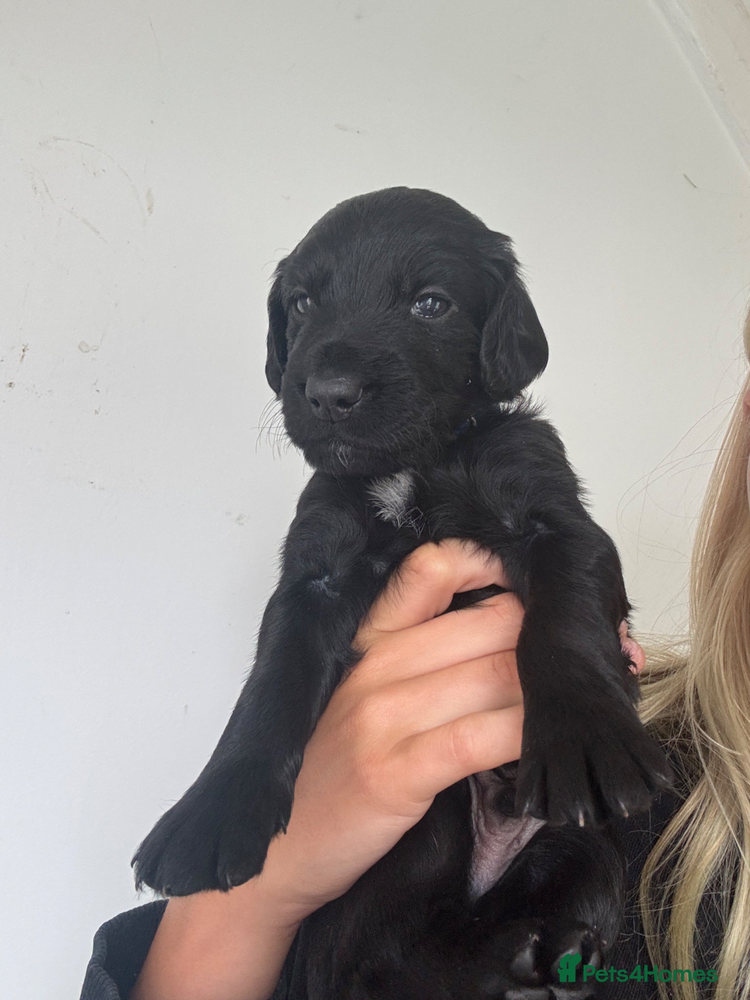 Mixed Breed dogs Beautiful GSD x cocker spaniel x Irish setter pups - Advert 2