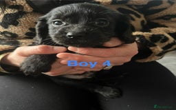 Cocker Spaniel dogs for sale: 8 Beautiful Cavalier X Cocker Spaniel Puppies - Image 10