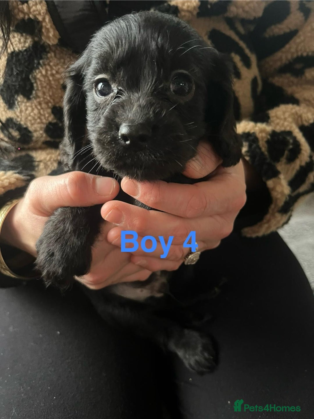 Cocker Spaniel dogs for sale: 8 Beautiful Cavalier X Cocker Spaniel Puppies - Image 10