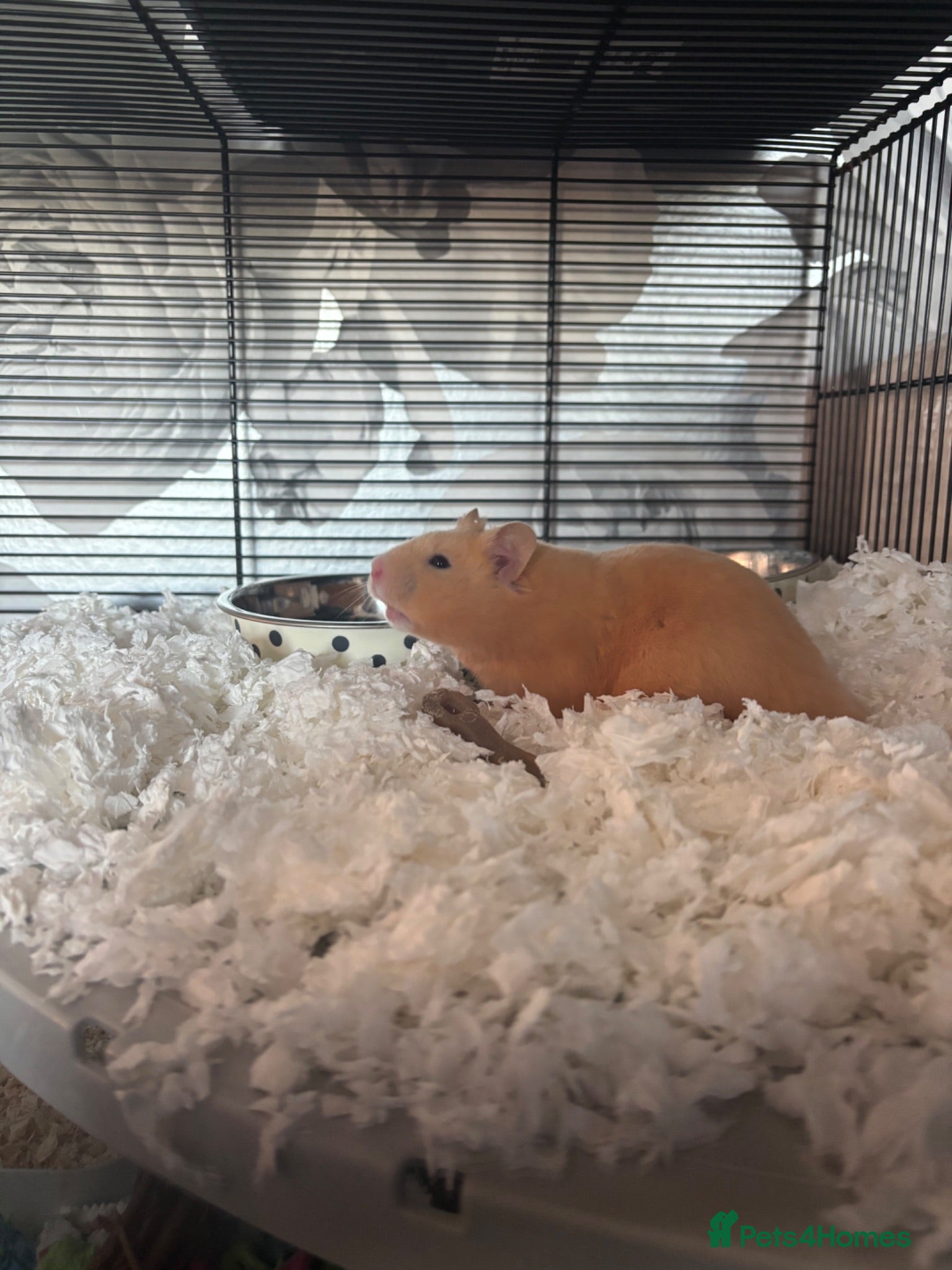 Hamster rodents Male Syrian Hamster - Advert 15