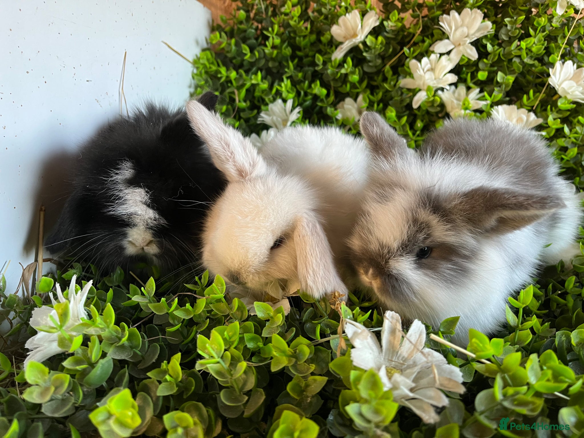 Mini Lion Lop rabbits Gorgeous Mini lion lops  - Advert 1