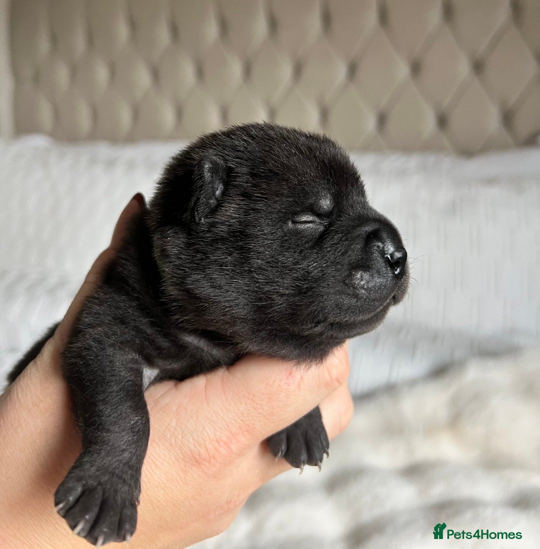 Mixed Breed dogs for sale: ChowPei Pups  - Advert 21