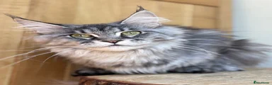 Maine Coon 1