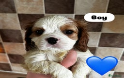 Cavalier King Charles Spaniel dogs for sale: Cavalier King Charles spaniels 💕 💙 💙 - Image 2