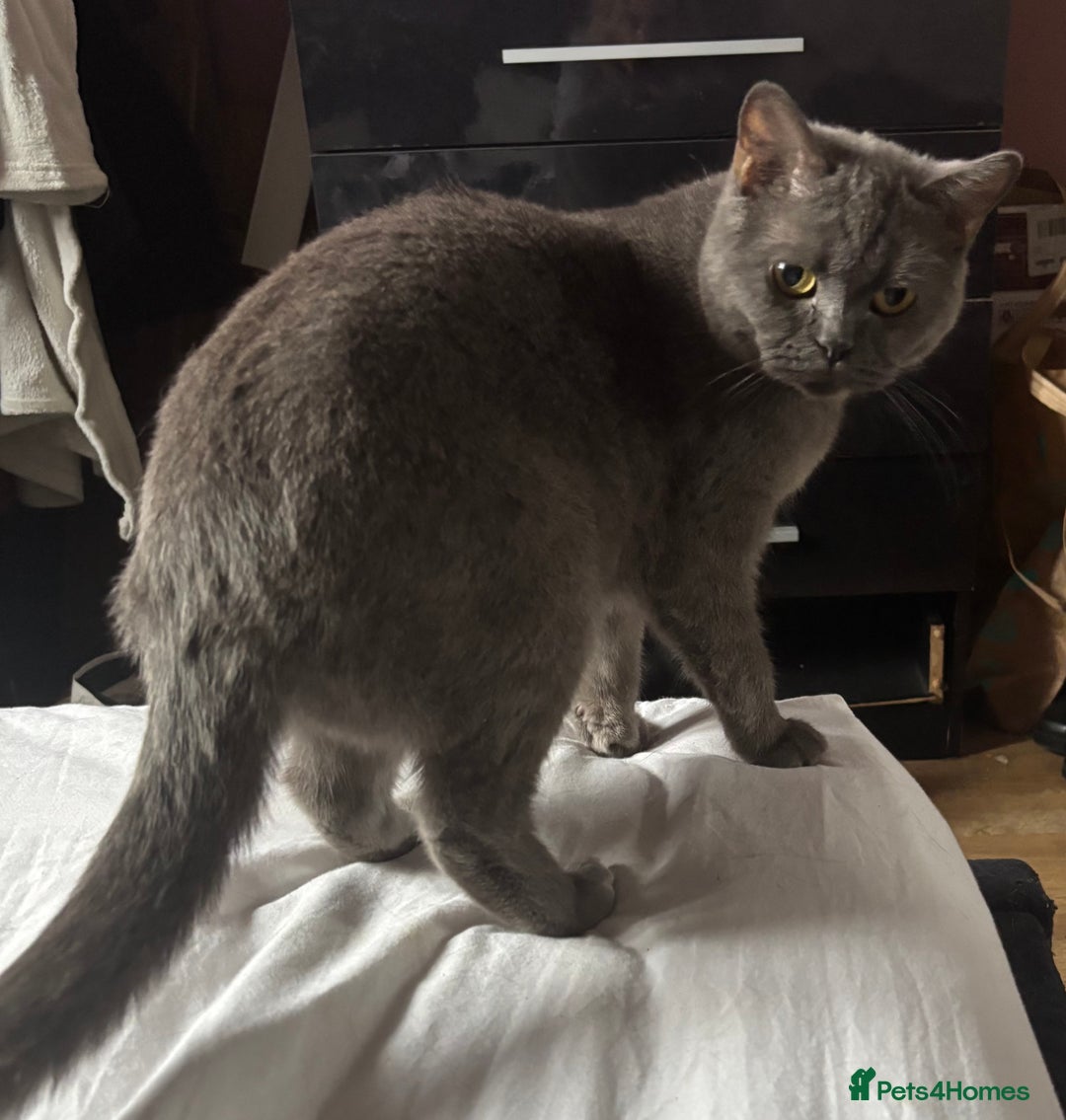 Ragdoll cats for sale: Female cats  - Advert 2