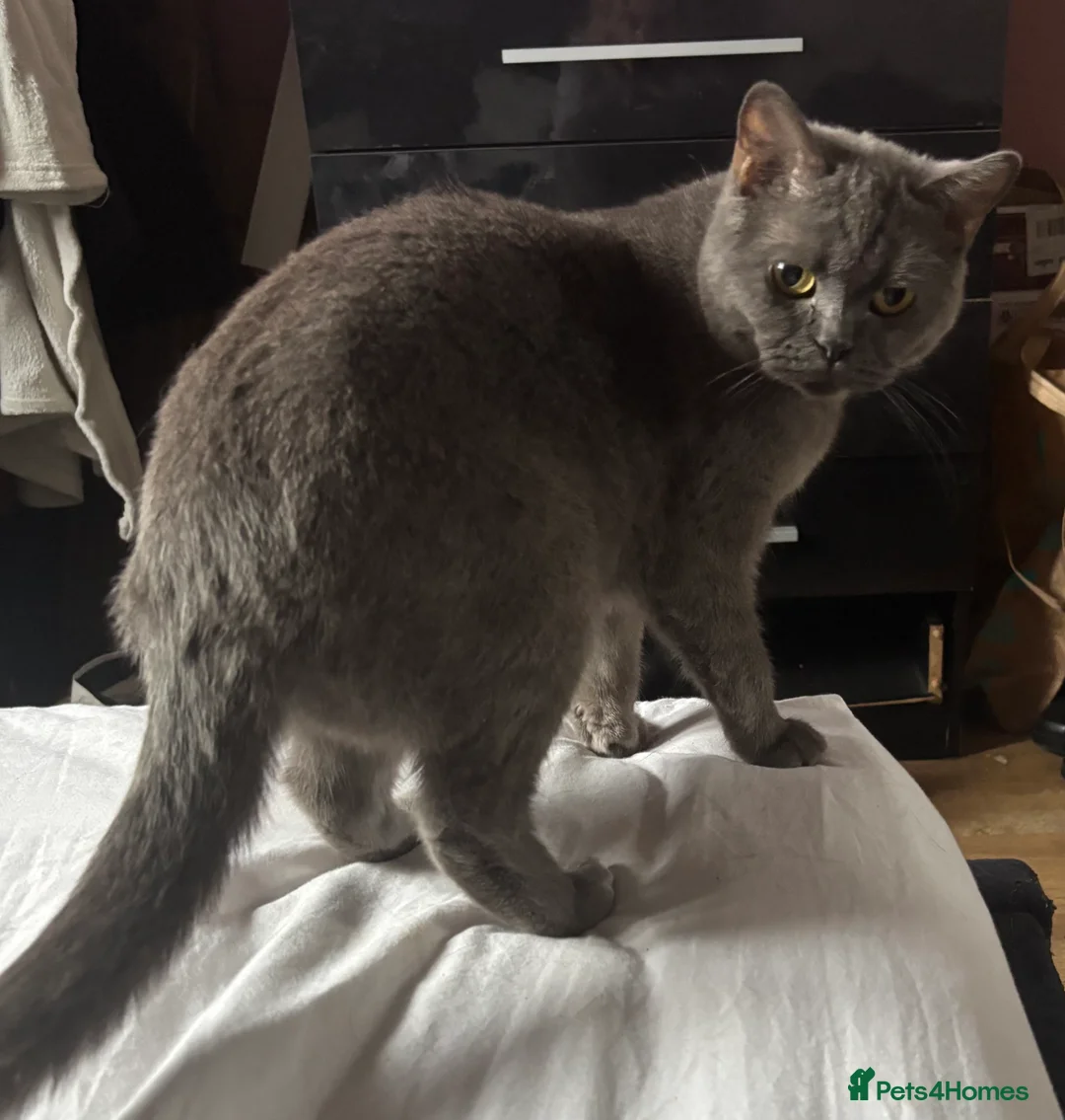 Ragdoll cats for sale: Female cats  - Advert 2