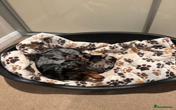 Miniature Dachshund dogs for sale: Silver dapple mini dachshund  - Image 4