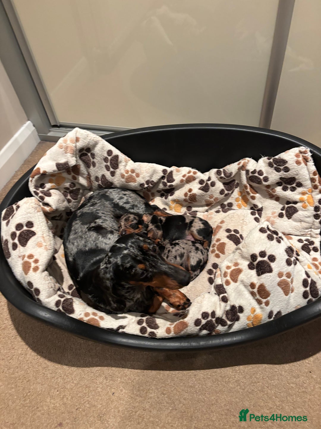 Miniature Dachshund dogs for sale: Silver dapple mini dachshund  - Image 4