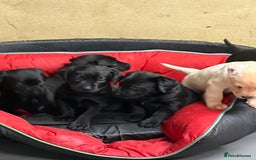 Labrador Retriever dogs for sale: Black labrador puppys - Advert 4