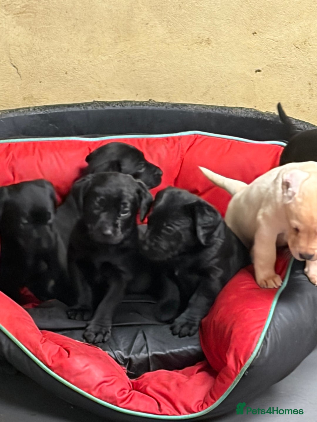 Labrador Retriever dogs for sale: Black labrador puppys - Advert 4