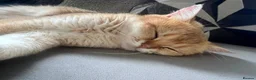 British Shorthair cats for sale: British Shorthair Golden Shaded Champion Bloodline - Advert 6